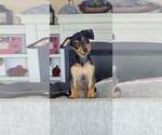 Small Photo #4 Chipin Puppy For Sale in Sandy, UT, USA