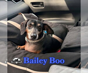 Bailey Boo - Female Dachshund Dog for Adoption - Photo #2