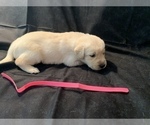Small Photo #12 Golden Labrador Puppy For Sale in LAPEER, MI, USA