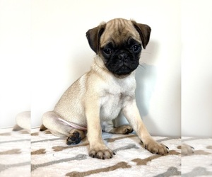 Pug Puppy for sale in INDIANAPOLIS, IN, USA