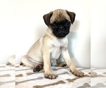 Image preview for Ad Listing. Nickname: Ottis