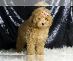 Small Photo #42 Poodle (Toy) Puppy For Sale in WARSAW, IN, USA