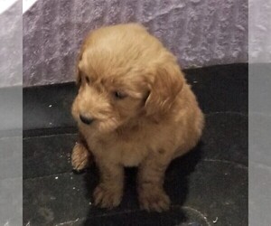 Goldendoodle-Poodle (Miniature) Mix Puppy for sale in ARTHUR, IL, USA