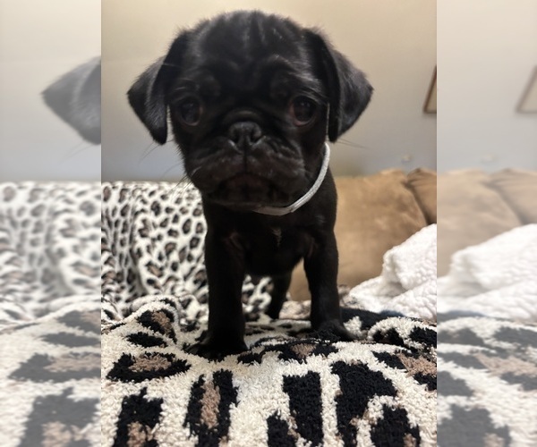 Medium Photo #4 Pug Puppy For Sale in HANOVER, VA, USA
