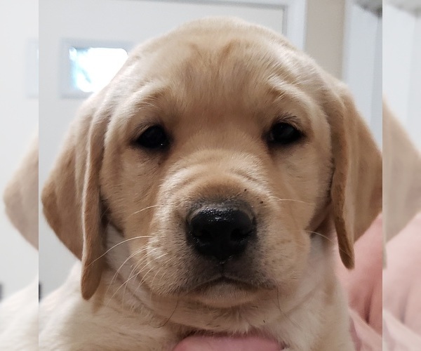 Medium Photo #49 Labrador Retriever Puppy For Sale in OLYMPIA, WA, USA