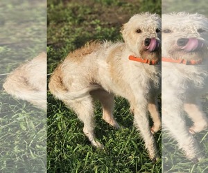 Mutt Dogs for adoption in Wakefield, RI, USA