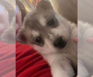 Medium Siberian Husky