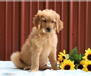 Goldendoodle Puppy for sale in FREDERICKSBG, OH, USA