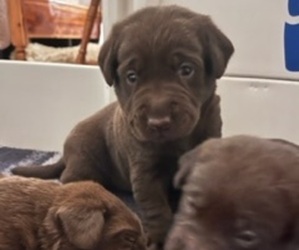 Labrador Retriever Puppy for Sale in LEAVENWORTH, Indiana USA