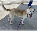 Small #1 Labrador Retriever Mix