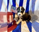 Puppy Wally Australian Shepherd