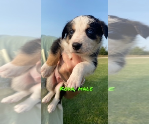 Medium Photo #6 Border Collie Puppy For Sale in BUCKLIN, MO, USA