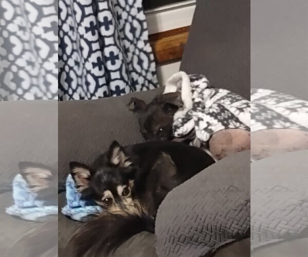 Medium Photo #3 Mutt Puppy For Sale in Erie, MI, USA