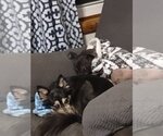 Small #2 Mutt