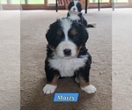 Small #2 Bernese Mountain Dog