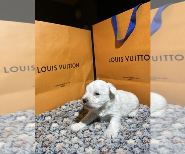 Medium Photo #5 Schnauzer (Miniature) Puppy For Sale in HOUSTON, TX, USA