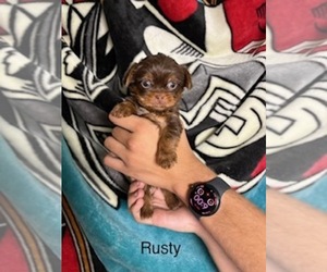 Medium Shorkie Tzu