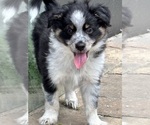 Small #1 Miniature Australian Shepherd