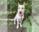 Small #2 Mutt