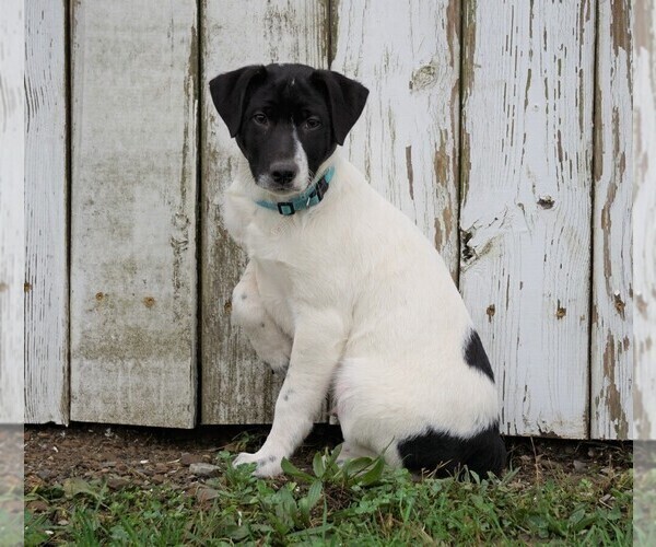 Medium Photo #3 Jack Russell Terrier-Unknown Mix Puppy For Sale in FREDERICKSBG, OH, USA
