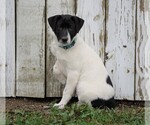 Small Photo #3 Jack Russell Terrier-Unknown Mix Puppy For Sale in FREDERICKSBG, OH, USA