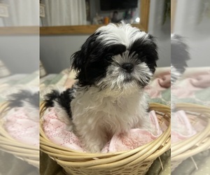 Medium Shih Tzu