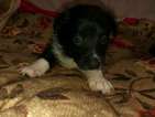Small Photo #11 Border Collie-Pembroke Welsh Corgi Mix Puppy For Sale in ORCHARD, CO, USA