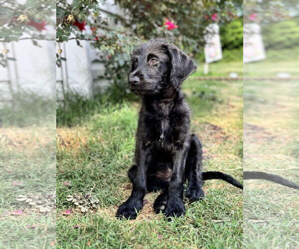 Medium Photo #2 Labradoodle Puppy For Sale in Valrico, FL, USA