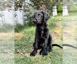 Small #1 Labradoodle