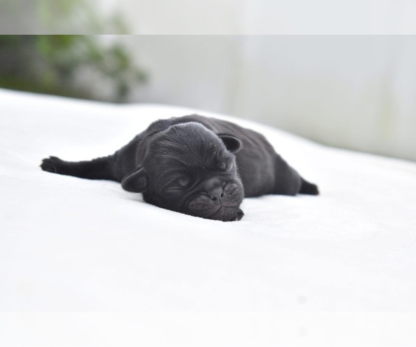 Medium Photo #4 Pug Puppy For Sale in PALM COAST, FL, USA