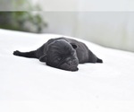 Small #3 Pug