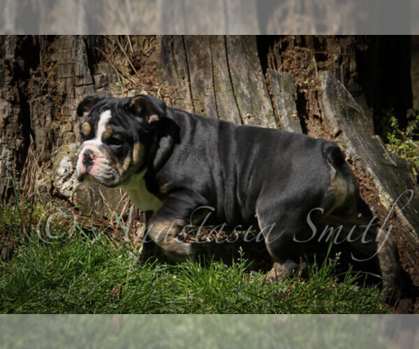 Medium Photo #1 English Bulldog Puppy For Sale in CARY, NC, USA
