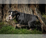 Small Photo #1 English Bulldog Puppy For Sale in CARY, NC, USA