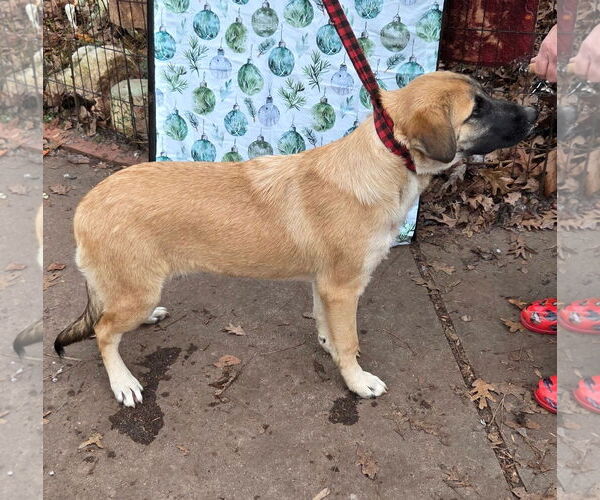 Medium Photo #3 German Shepherd Dog-Unknown Mix Puppy For Sale in Decatur, GA, USA