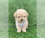 Small #1 Poodle (Toy)