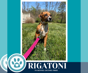 Boxer-Unknown Mix Dogs for adoption in Kimberton, PA, USA