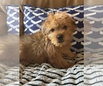 Small Photo #3 Morkie Puppy For Sale in HADDAM, CT, USA