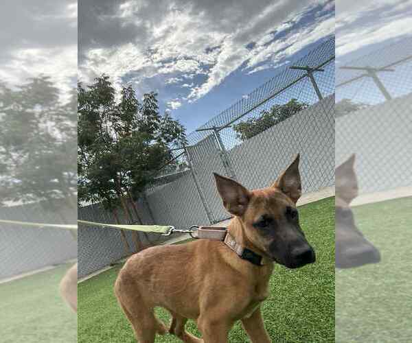 Medium Photo #2 German Shepherd Dog-Unknown Mix Puppy For Sale in Imlay City, MI, USA
