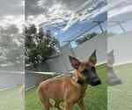 Small #1 German Shepherd Dog Mix