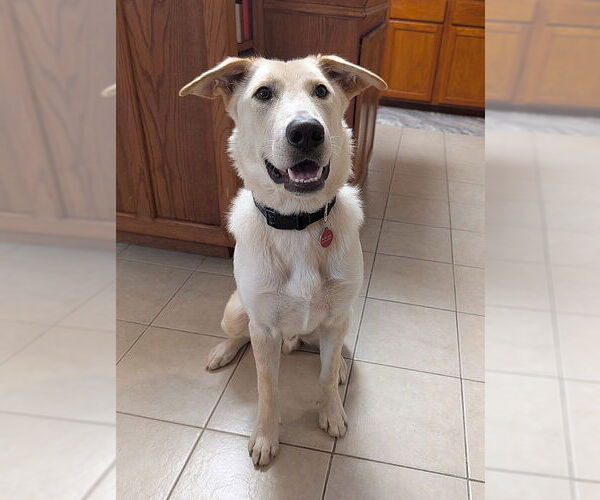 Medium Photo #2 Labrador Retriever-Unknown Mix Puppy For Sale in Genesee, WI, USA