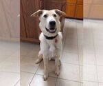 Small #1 Labrador Retriever Mix
