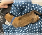 Small Photo #285 Belgian Malinois Puppy For Sale in REESEVILLE, WI, USA
