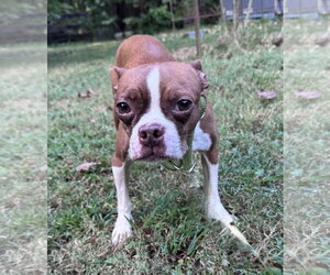 Boston Terrier Dogs for adoption in Parker Ford, PA, USA