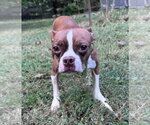 Tilly - Female Boston Terrier Dog for Adoption - Small photo