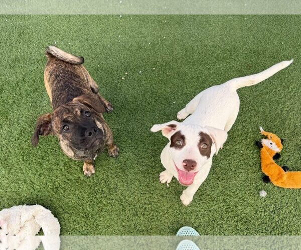 Medium Photo #5 Labrador Retriever-Staffordshire Bull Terrier Mix Puppy For Sale in Cave Creek, AZ, USA