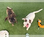 Small #4 Labrador Retriever-Staffordshire Bull Terrier Mix