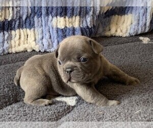 French Bulldog Puppy for sale in SPANISH SPGS, NV, USA