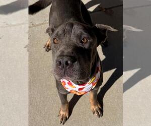 WAY - Female Chinese Shar-Pei-Unknown Mix Dog for Adoption