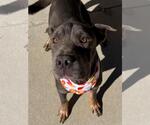 WAY - Female Chinese Shar-Pei-Unknown Mix Dog for Adoption - Small photo