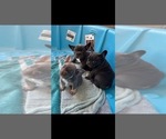Small Photo #2 French Bulldog Puppy For Sale in MENIFEE, CA, USA